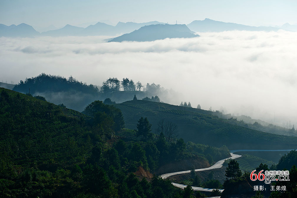 贵定茶山云雾