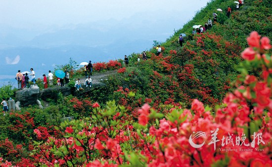 百里杜鹃旅游景区 图片来源:羊城晚报