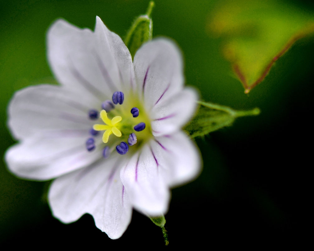 [高清]微距·花