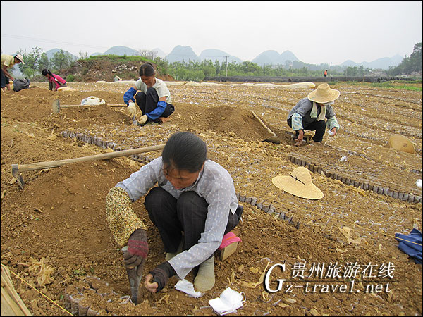 安龙抢抓有限降雨及时培育树苗灾后恢复造林