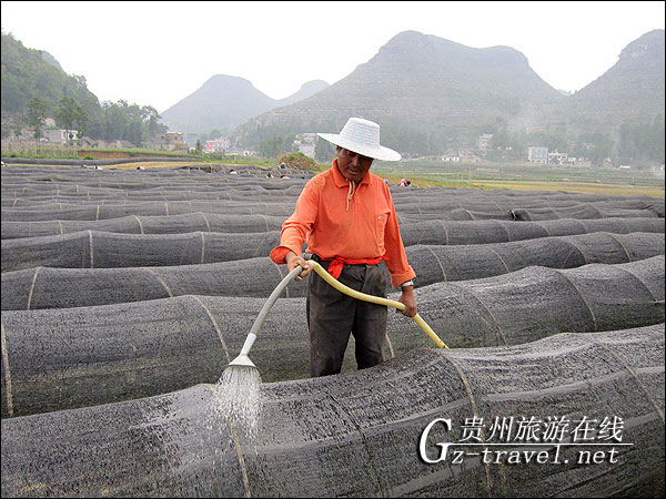 安龙抢抓有限降雨及时培育树苗灾后恢复造林